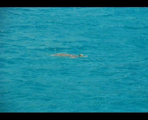 green sea turtle checking us out