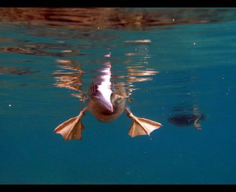 bown footed booby taking a peek