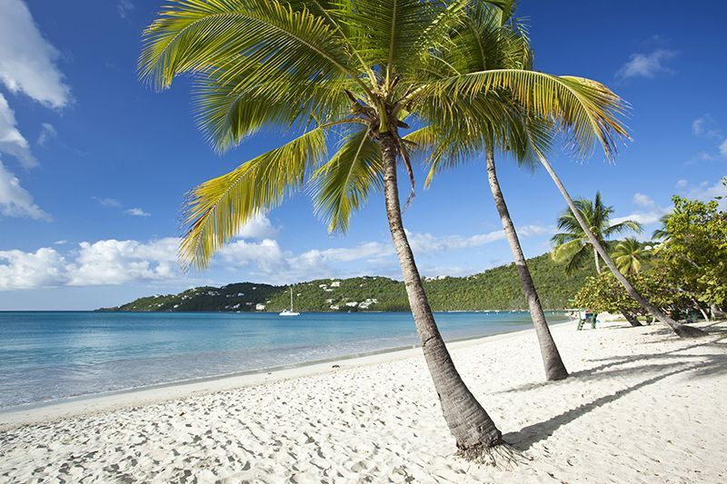 palm trees line the white sandy beach